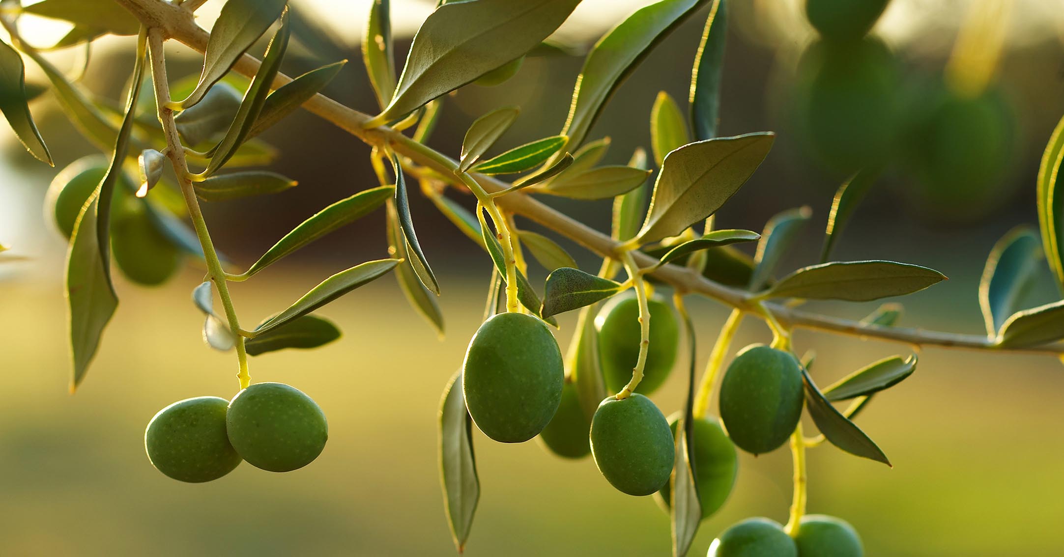 Olive-Leaves